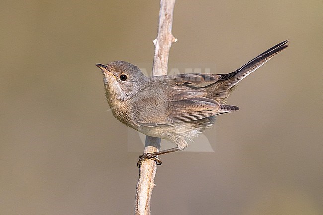 Western Subalpine Warbler (Sylvia inornata) in Verdon, France. stock-image by Agami/Daniele Occhiato,