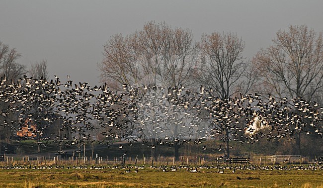 Groep Brandganzen in de vlucht; Group of Barnacle Geese in flight stock-image by Agami/Hans Gebuis,