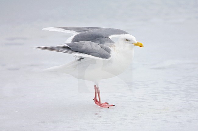volwassen Grote Burgemeester staand; Glaucous Gull adult standing on ice stock-image by Agami/Marc Guyt,