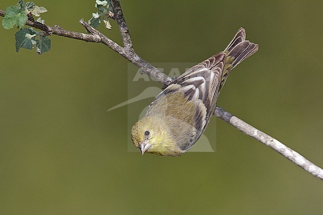 Adult female non-breeding 
Los Angeles Co., CA
November 2009 stock-image by Agami/Brian E Small,