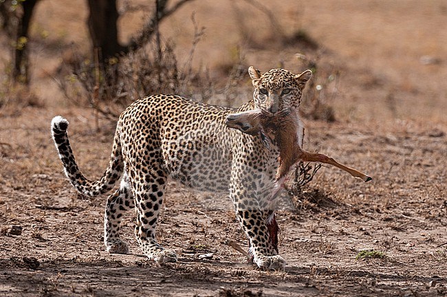 A leopard, Panthera pardus, feeding on an impala, Aepyceros melampus. Masai Mara National Reserve, Kenya. stock-image by Agami/Sergio Pitamitz,