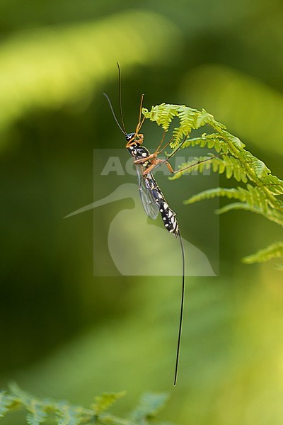 Rhyssa persuasoria - Giant Ichneumon - Riesenholzwespen-Schlupfwespe, Germany (Baden-Württemberg), imago stock-image by Agami/Ralph Martin,