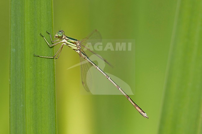 Imago Zwervende pantserjuffer; Adult Migrant Spreadwing; Adult Southern Emerald dragonfly stock-image by Agami/Fazal Sardar,