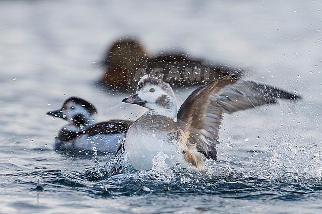 Long-tailed Duck, IJseend, Clangula hyemalis, Norway, 2nd cy male, winter stock-image by Agami/Ralph Martin,