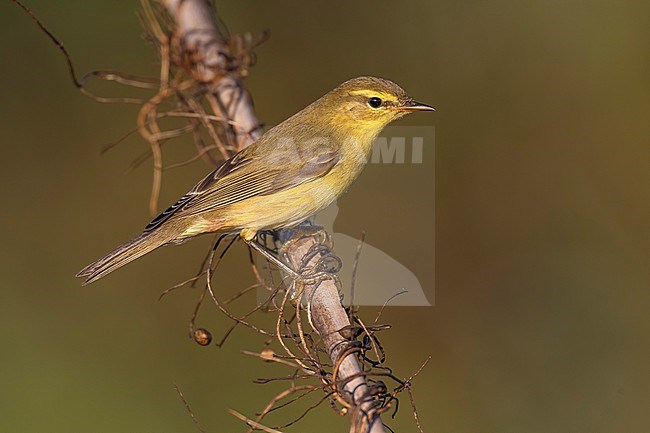 Willow Warbler (Phylloscopus trochilus) in Italy. stock-image by Agami/Daniele Occhiato,