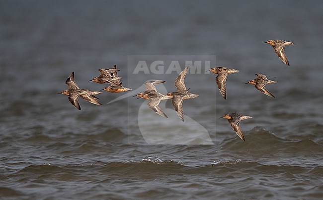 Flock of adult Red Knot (Calidris canutus) flying over water during migration at Blåvandshuk, Denmark stock-image by Agami/Helge Sorensen,