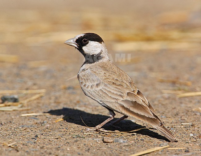 Zwartkruin-vinkleeuwerik op de grond; Black-crowned Sparrow-lark on the ground stock-image by Agami/Markus Varesvuo,