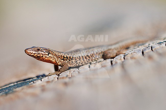 Common Wall Lizard (Podarcis muralis) taken the 26/09/2023 at La Ciotat, France. stock-image by Agami/Nicolas Bastide,