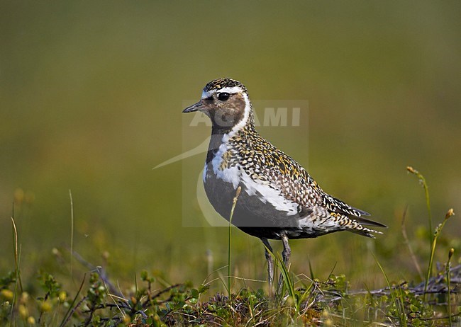 Goudplevier in broedgebied; European Golden Plover at breedingsite stock-image by Agami/Markus Varesvuo,