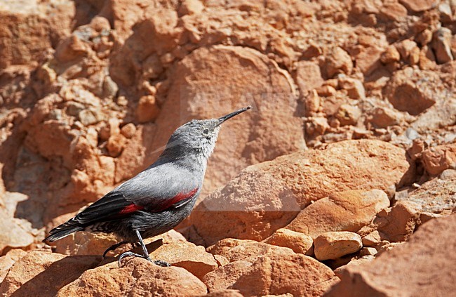 Rotskruiper foeragerend tegen rotswand; Wallcreeper foraging against cliff stock-image by Agami/Markus Varesvuo,