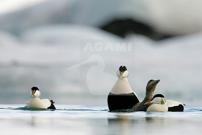 Groep Eiders zwemmend tussen ijsschotsen; Common Eiders swimming amongst drift ice stock-image by Agami/Menno van Duijn,