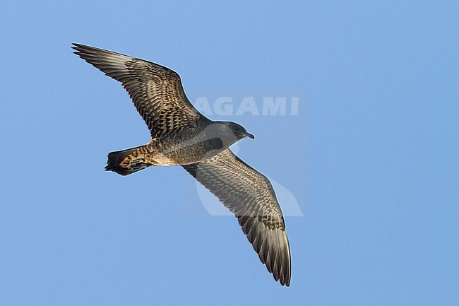 Juveniel Kleine Jager in vlucht; Juvenile Parasitic Jaeger in fligh, Germany, 1st cy stock-image by Agami/Ralph Martin,