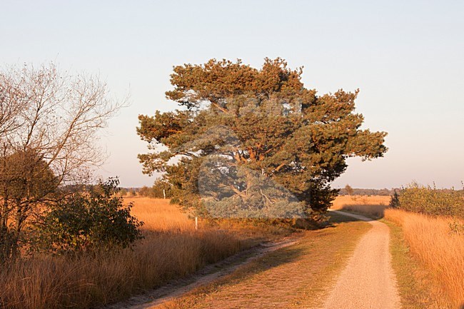 Fietspad door de Strabrechts Heide; Cycling track through Strabrechts Heide stock-image by Agami/Theo Douma,