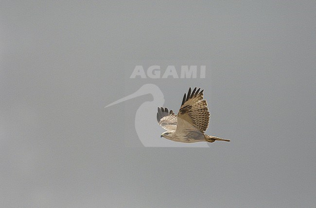 Immature Long-legged Buzzard (Buteo rufinus) in flight. Oman stock-image by Agami/Markku Rantala,