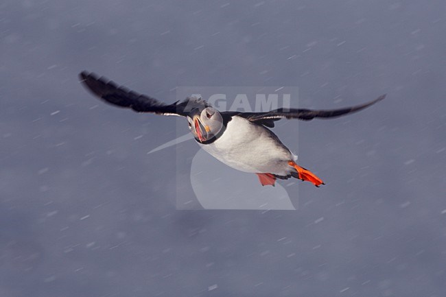 Papegaaiduiker vliegend in de sneeuw; Atlantic Puffin flying in snow stock-image by Agami/Jari Peltomäki,