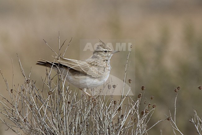 Theklaleeuwerik in struikje; Thekla Lark perched on bush stock-image by Agami/Daniele Occhiato,