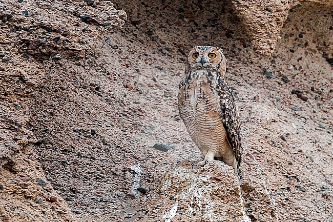 Pharaoh Eagle-Owl, Bubo ascalaphus ascalaphus, near Al Qusair in a small wadi close to the sea. stock-image by Agami/Vincent Legrand,