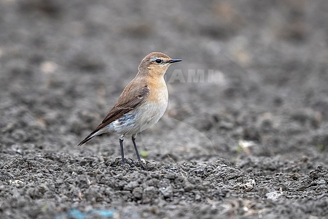 Adult female Northern Wheatear in agricultural field in Zuienkerke, Belgium. May 2017. stock-image by Agami/Vincent Legrand,