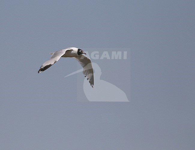 Second year Relict gull, Ichthyaetus relictus, in flight in Mongolia. stock-image by Agami/Magnus Hellström,