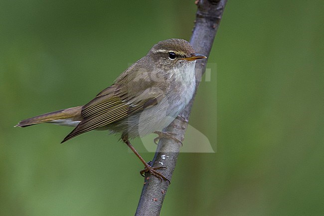 Arctic Warbler, Noordse Boszanger stock-image by Agami/Daniele Occhiato,