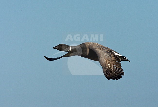 Rotgans vliegend; Dark-bellied Brent Goose flying stock-image by Agami/Roy de Haas,