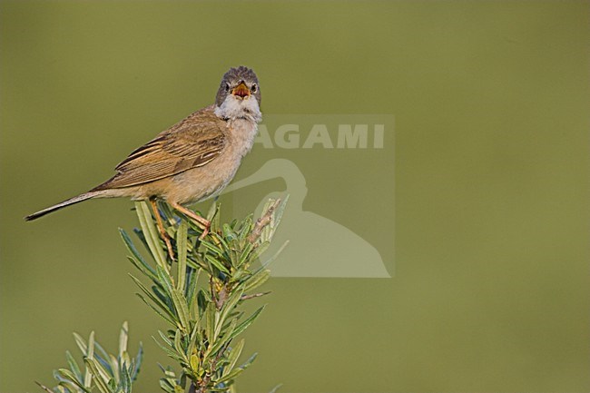 Zingende Grasmus; Singing Common Whitethroat stock-image by Agami/Menno van Duijn,