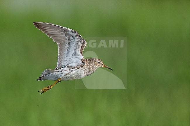 Adult breeding
Galveston Co., TX
May 2023 stock-image by Agami/Brian E Small,