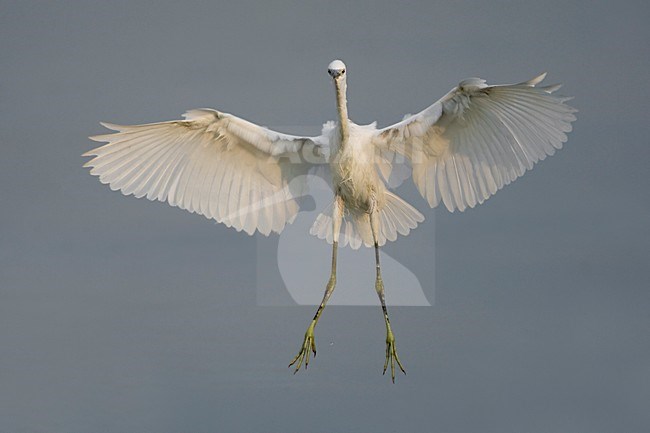 Kleine Zilverreiger in de vlucht; Little Egret in flight stock-image by Agami/Daniele Occhiato,