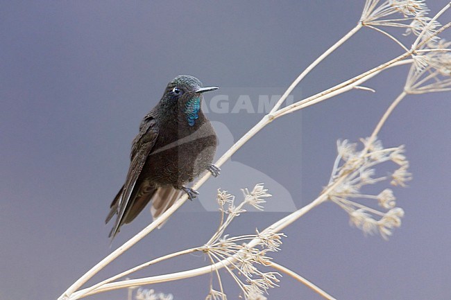 Zwarte Glansstaartkolibrie, Black Metaltail, Metallura phoebe stock-image by Agami/Dubi Shapiro,