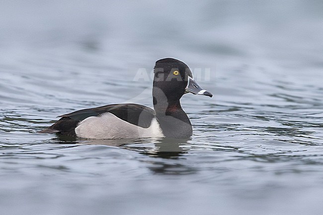 Ringsnaveleend; Ring-necked Duck, Aythya collaris stock-image by Agami/Daniele Occhiato,