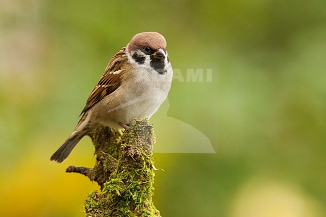 Ringmus op stronk met mos, Tree Sparrow at tree trunk with moss stock-image by Agami/Wil Leurs,