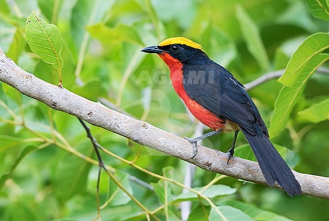 Yellow-crowned Gonolek (Laniarius barbarus) perched on a branch in a rainforest in Ghana. stock-image by Agami/Dubi Shapiro,