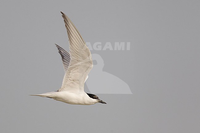 Lachstern volwassen vliegend; Gull-billed Tern adult flying stock-image by Agami/Daniele Occhiato,