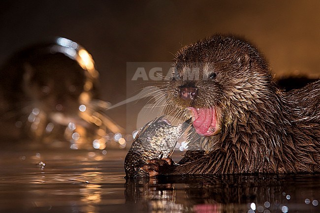 Europese Otter etend van prooi in de nacht; Nightly Otter eating in the night stock-image by Agami/Bence Mate,