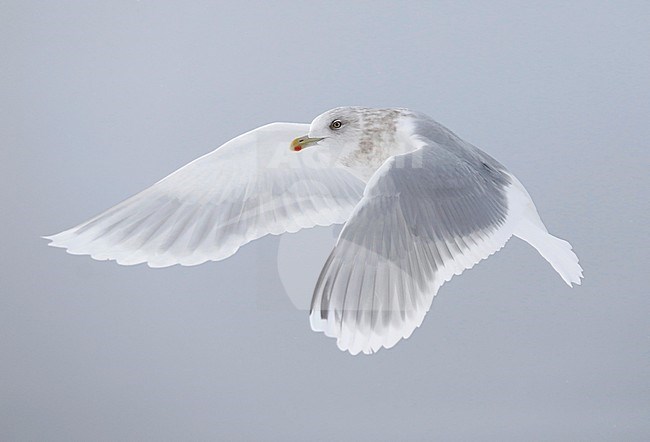 Kumliens Meeuw, Kumlien's Gull, Larus glaucoides kumlieni stock-image by Agami/Chris van Rijswijk,