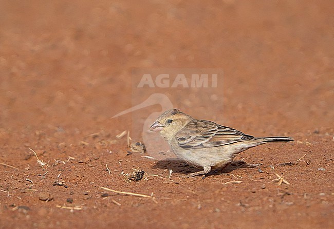 Female Sudan Golden Sparrow, Passer luteus, foraging on the ground in Senegal. stock-image by Agami/Dani Lopez-Velasco,