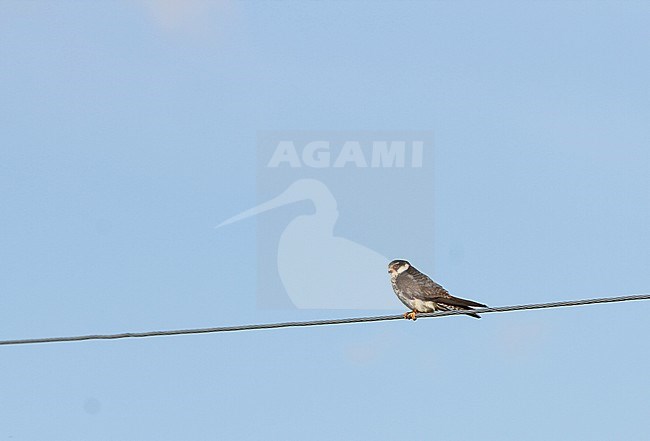 Vrouwtje Amoervalk zittend op een draad; Female Amur Falcon (Falco amurensis) perched on a wire stock-image by Agami/James Eaton,