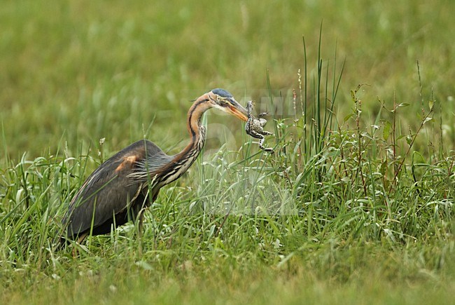 Volwassen Purperreiger; Adult Purple Heron stock-image by Agami/Hans Gebuis,