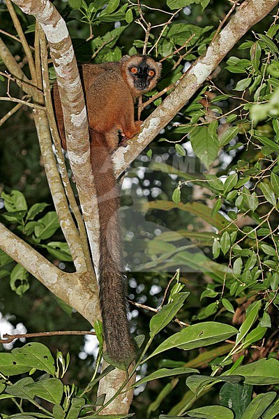 Bruine Maki, Common Brown Lemur, Eulemur fulvus stock-image by Agami/Pete Morris,