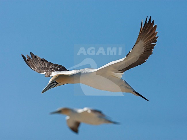 Kaapse Jan-van-gent in vlucht, Cape Gannet in flight stock-image by Agami/Wil Leurs,