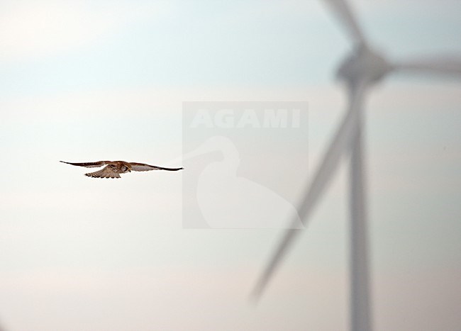 Biddende Torenvalk met windmolen op de achtergond; Kestrel hoovering, windmil in background stock-image by Agami/Ran Schols,