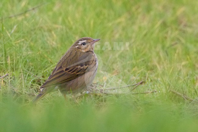 Verdwaalde Siberische Boompieper in Portugal, Vagrant Olive-backed Pipit in Portugal stock-image by Agami/David Monticelli,