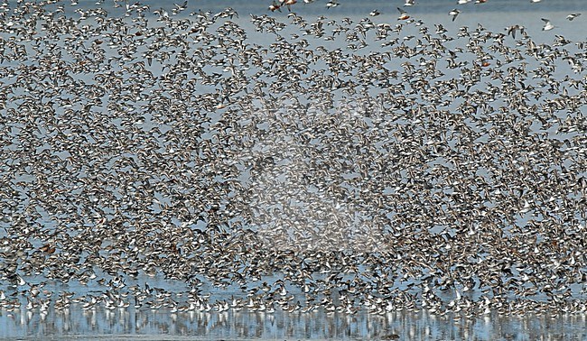 Flock of waders (Dunlins, Grey Plovers, Sanderlings, Bar-tailed Godwits, Red Knots) over the waddensea coast on the former isle of Wieringen, Noord Holland. They visit this place during migration in spring. stock-image by Agami/Renate Visscher,