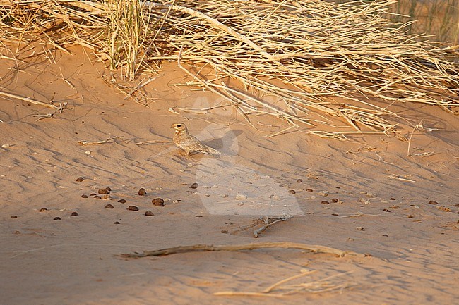 Golden Nightjar (Caprimulgus eximius) in desert of Ouadane in Mauritania. Adult bird sitting on the bottom of a sand dune during early morning. stock-image by Agami/Josh Jones,