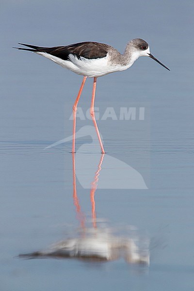Black-winged Stilt (Himantopus himantopus), side view of a first winter individual standing in the water in Oman stock-image by Agami/Saverio Gatto,