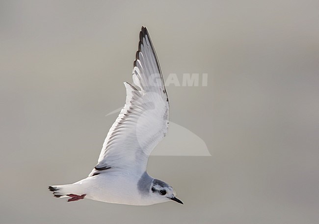 Eerste-winter vliegende Dwergmeeuw; First-winter flying Little Gull (Hydrocoloeus minutus) stock-image by Agami/Arie Ouwerkerk,