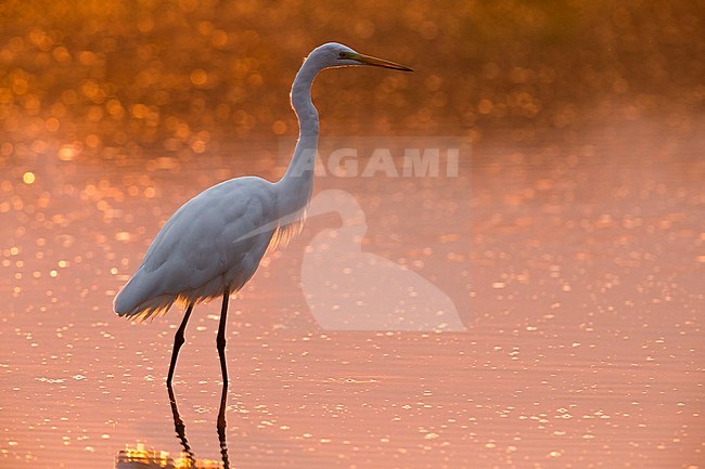 Great White Egret (Ardea alba) in evening light. stock-image by Agami/Daniele Occhiato,