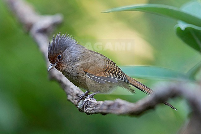 An adult Rusty-fronted Barwing (Actinodura egertoni) of the subspecies ripponi is perching on branch stock-image by Agami/Mathias Putze,