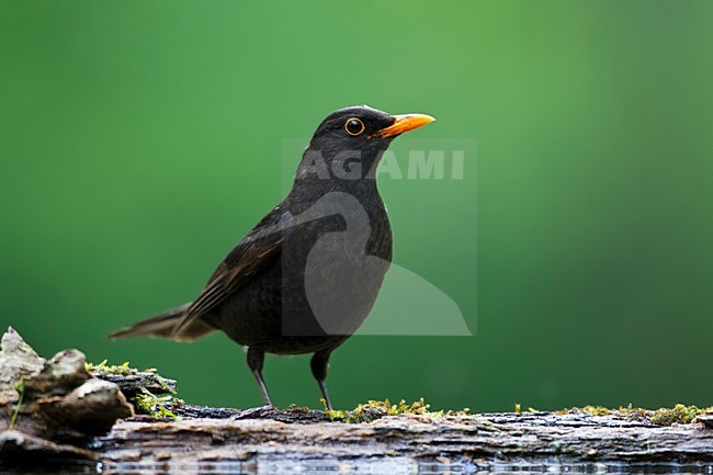 Merel zittend bij een drinkvijver in het bos; Blackbird sitting next to a drinking pool stock-image by Agami/Marc Guyt,