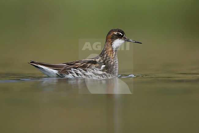 Grauwe Franjepoot zwemmend;  Red-necked Phalarope swimming stock-image by Agami/Menno van Duijn,